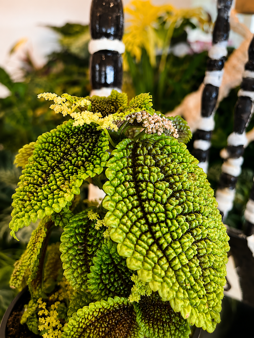 130mm Moon Valley Pilea (Pilea involucrata)