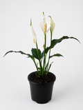 130mm Peace Lily (Spathiphyllum wallisii)