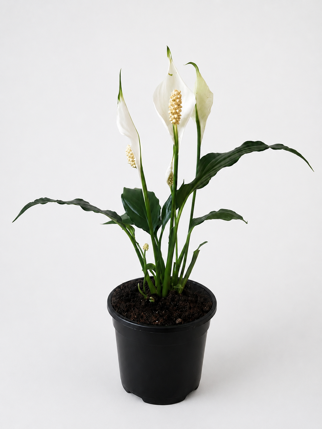 130mm Peace Lily (Spathiphyllum wallisii)