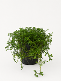 130mm Green Club Moss (Selaginella kraussiana)