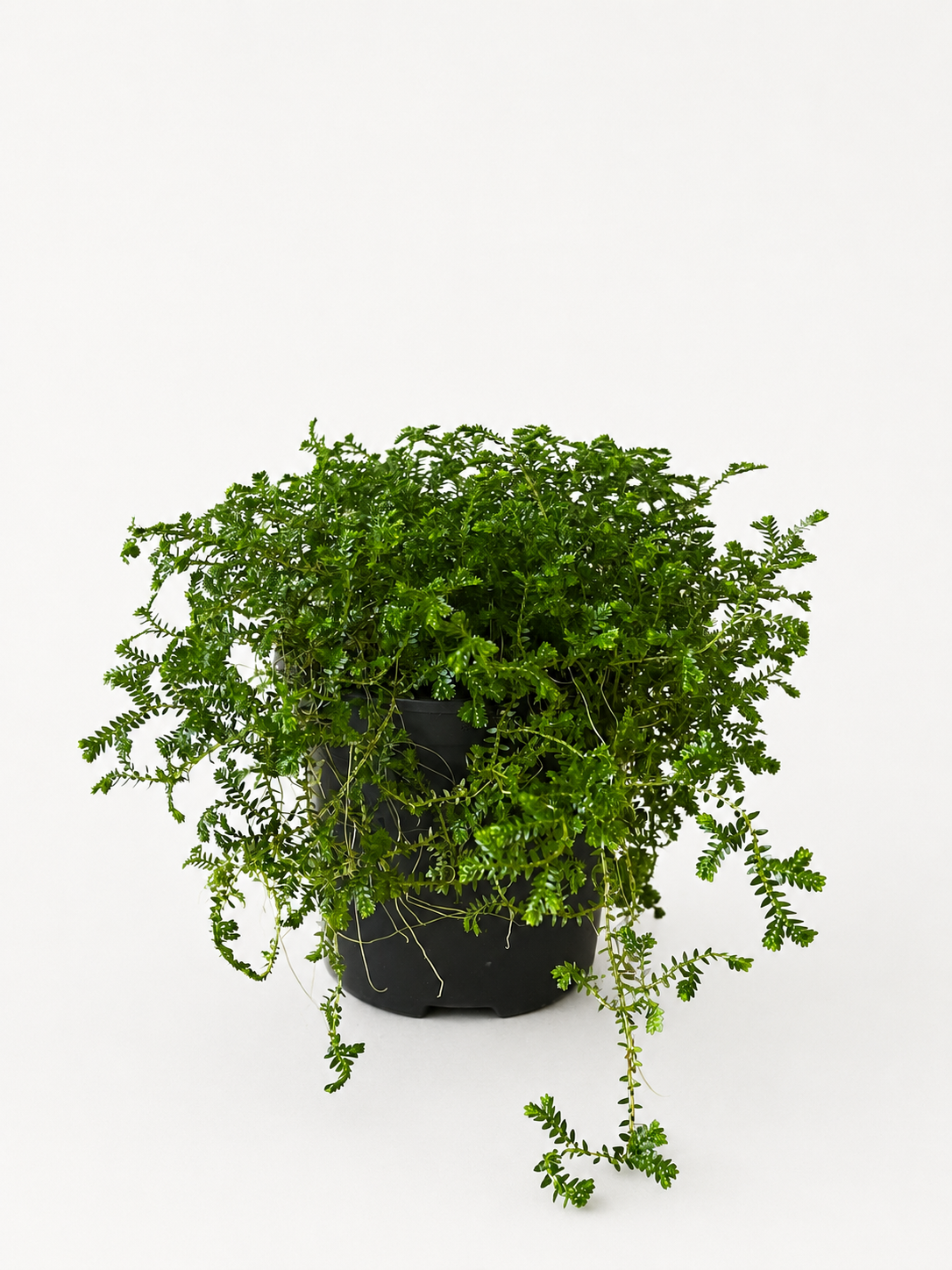 130mm Green Club Moss (Selaginella kraussiana)