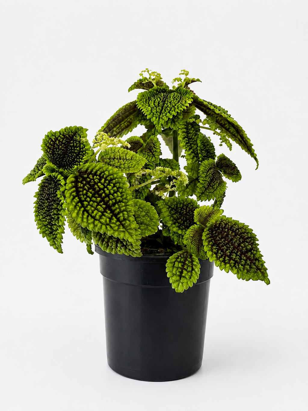 130mm Moon Valley Pilea (Pilea involucrata)