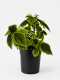 130mm Moon Valley Pilea (Pilea involucrata)