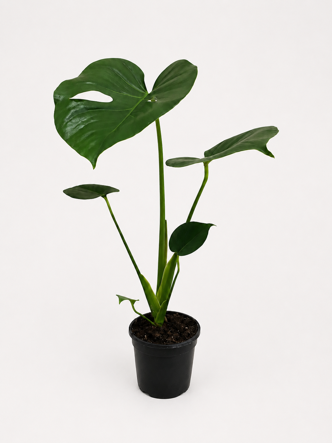 130mm Fruit Salad Plant (Monstera deliciosa)