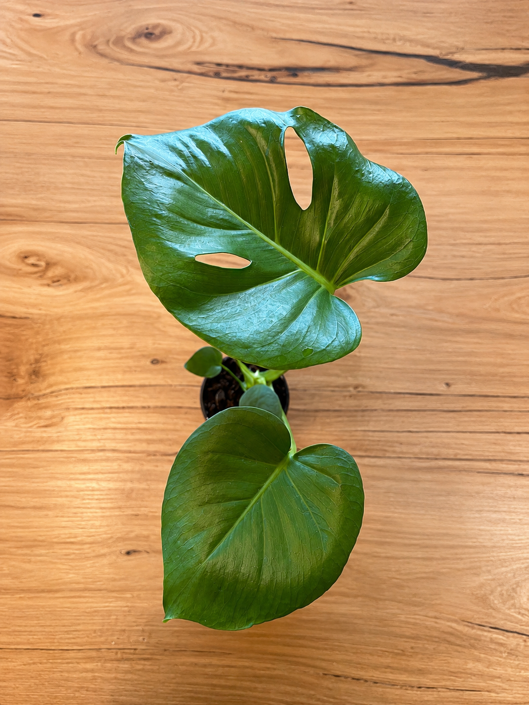 130mm Fruit Salad Plant (Monstera deliciosa)