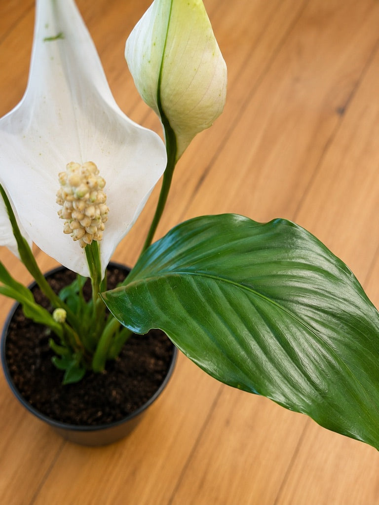 130mm Peace Lily (Spathiphyllum wallisii)