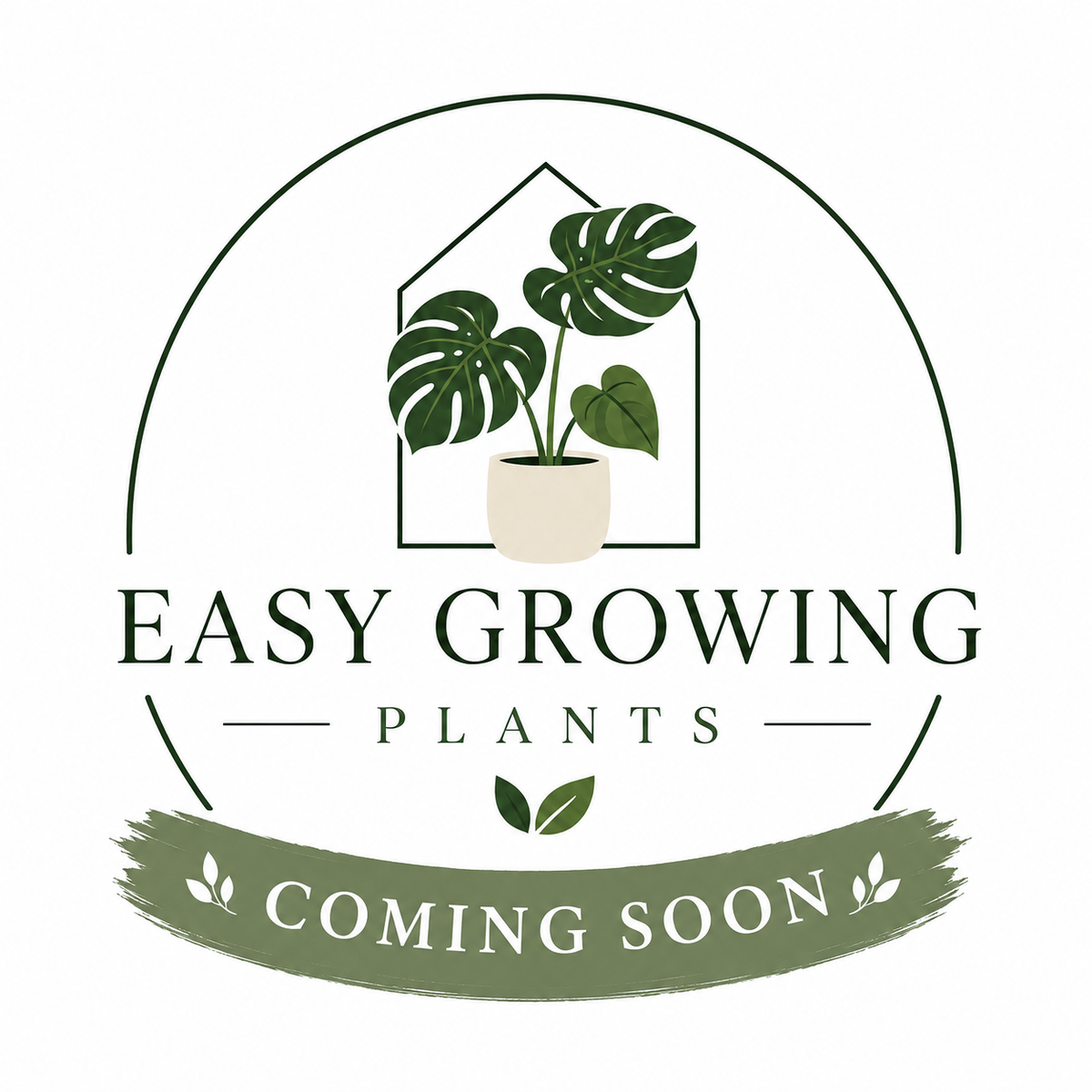 170mm Rubber Plant (Ficus elastica)