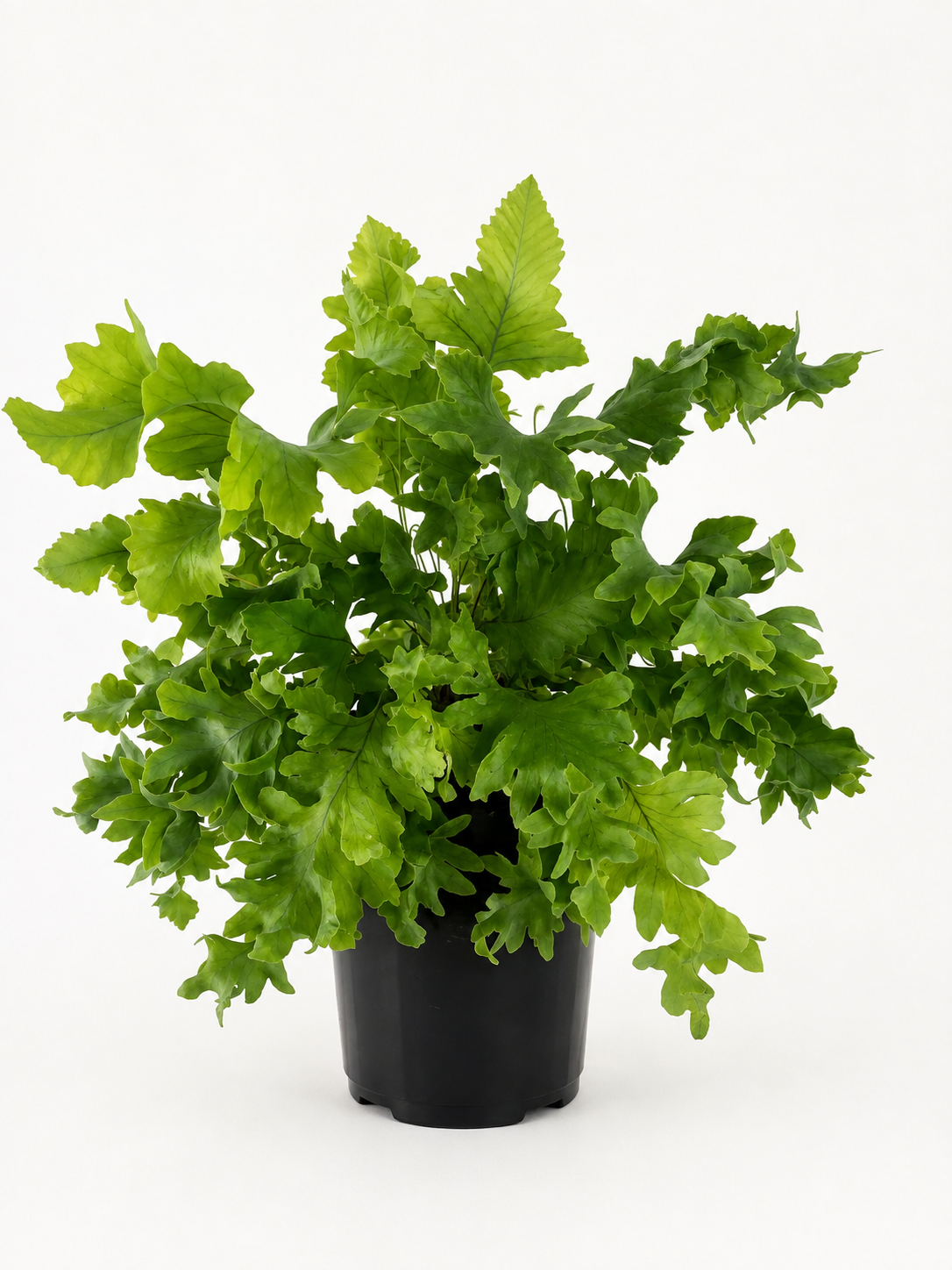 130mm Davana Fern (Phlebodium aureum 'Davana')