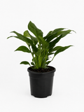 130mm Domino Peace Lily (Spathiphyllum 'Domino')