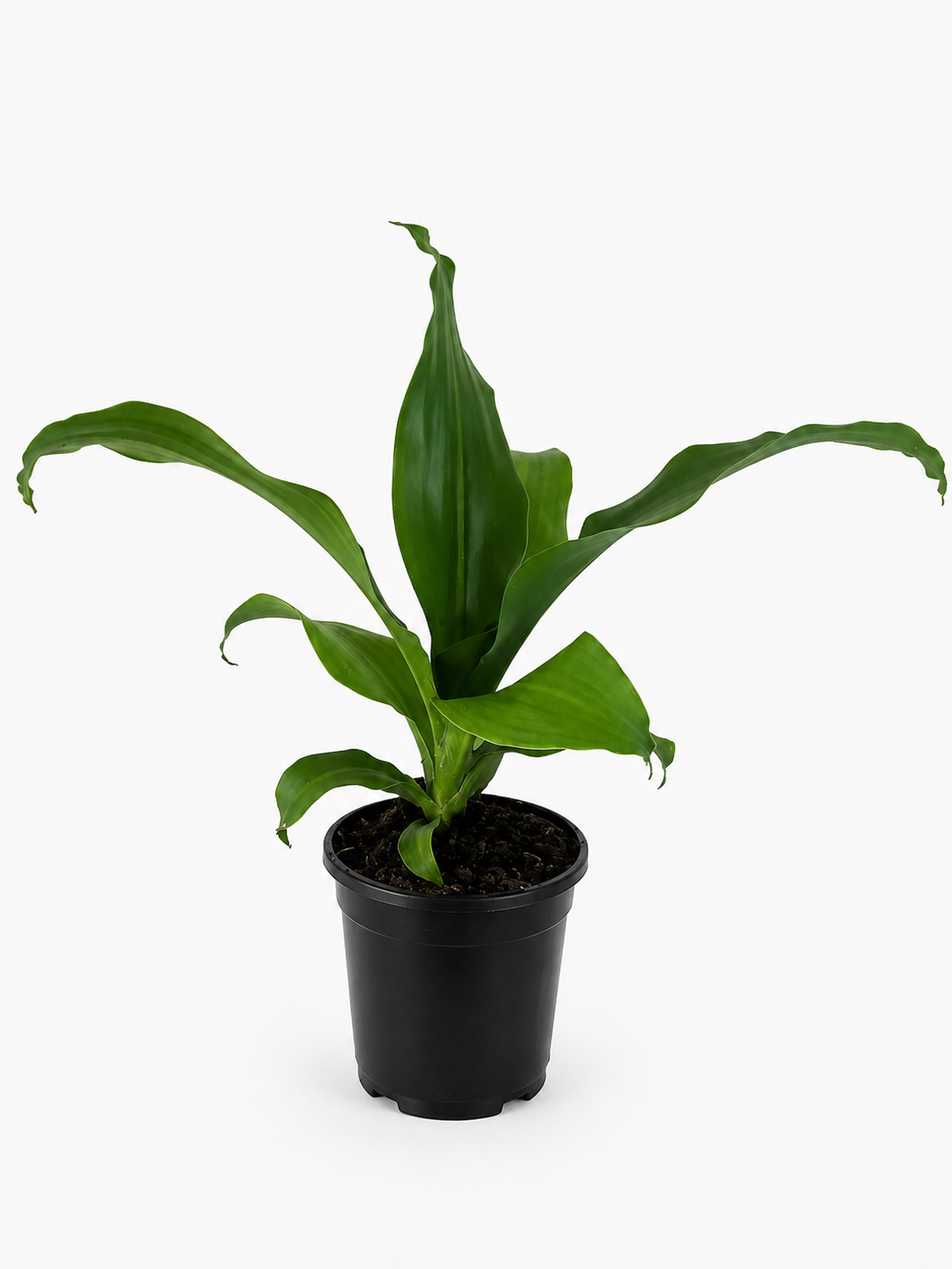 130mm Happy Plant (Dracaena fragrans 'Massangeana')