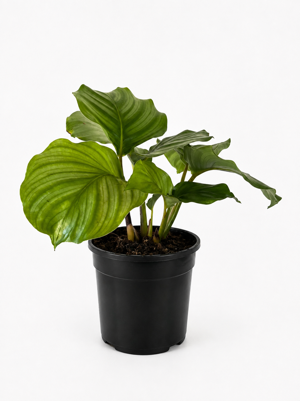 130mm Calathea Orbifolia (Goeppertia orbifolia)