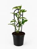 130mm Snow Queen Pothos (Epipremnum aureum 'Snow Queen')