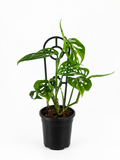130mm Swiss Cheese (Monstera adansonii)