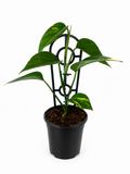 130mm Devil's Ivy (Epipremnum aureum)