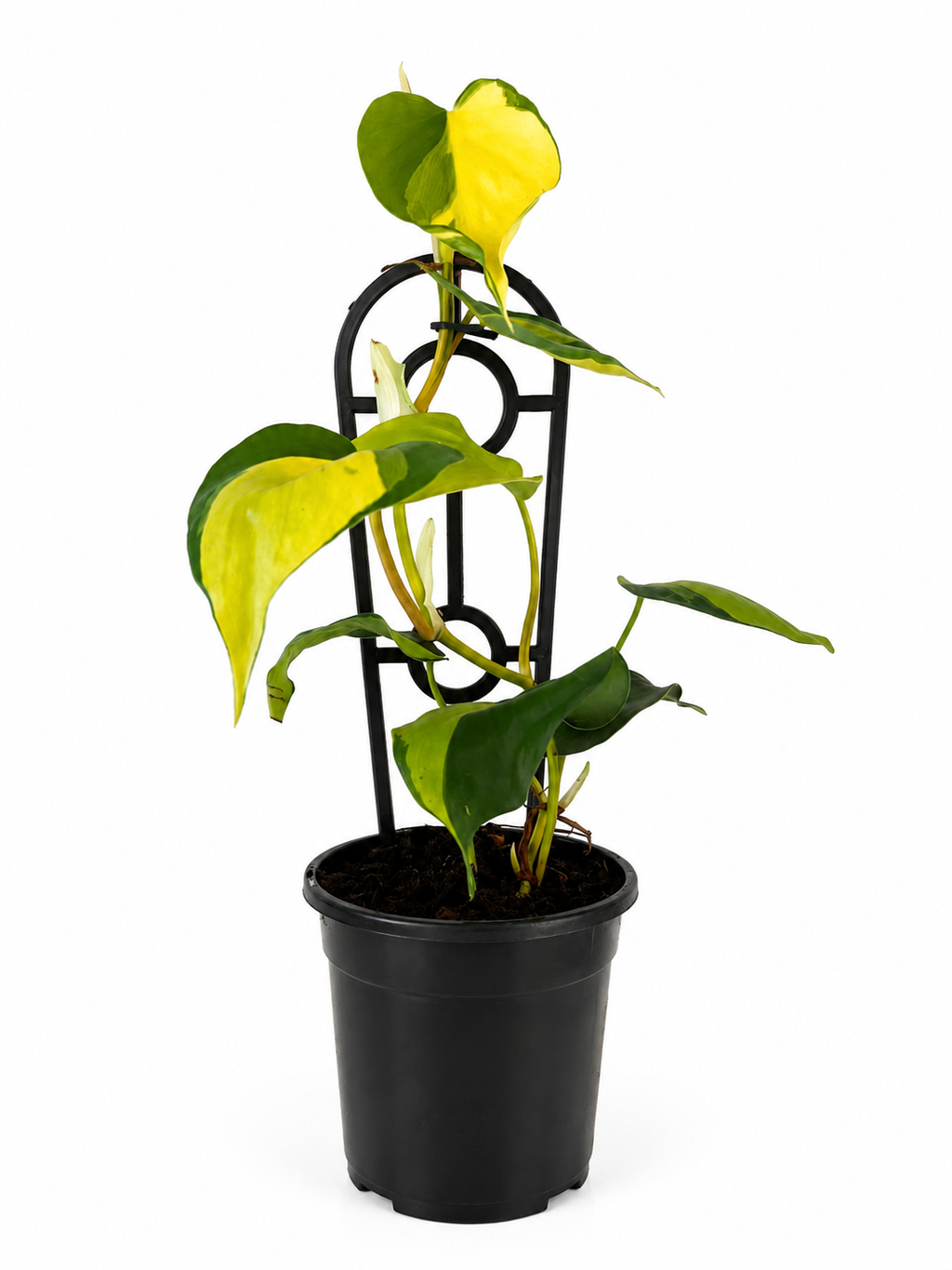 130mm Brazil Philodendron (Philodendron hederaceum 'Brasil')