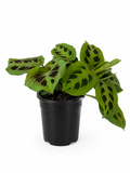130mm Maranta Prayer Plant (Maranta leuconeura)