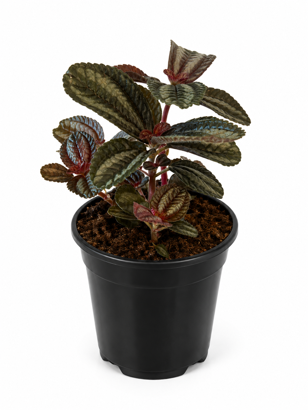130mm Norfolk Pilea (Pilea spruceana)