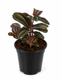 130mm Norfolk Pilea (Pilea spruceana)
