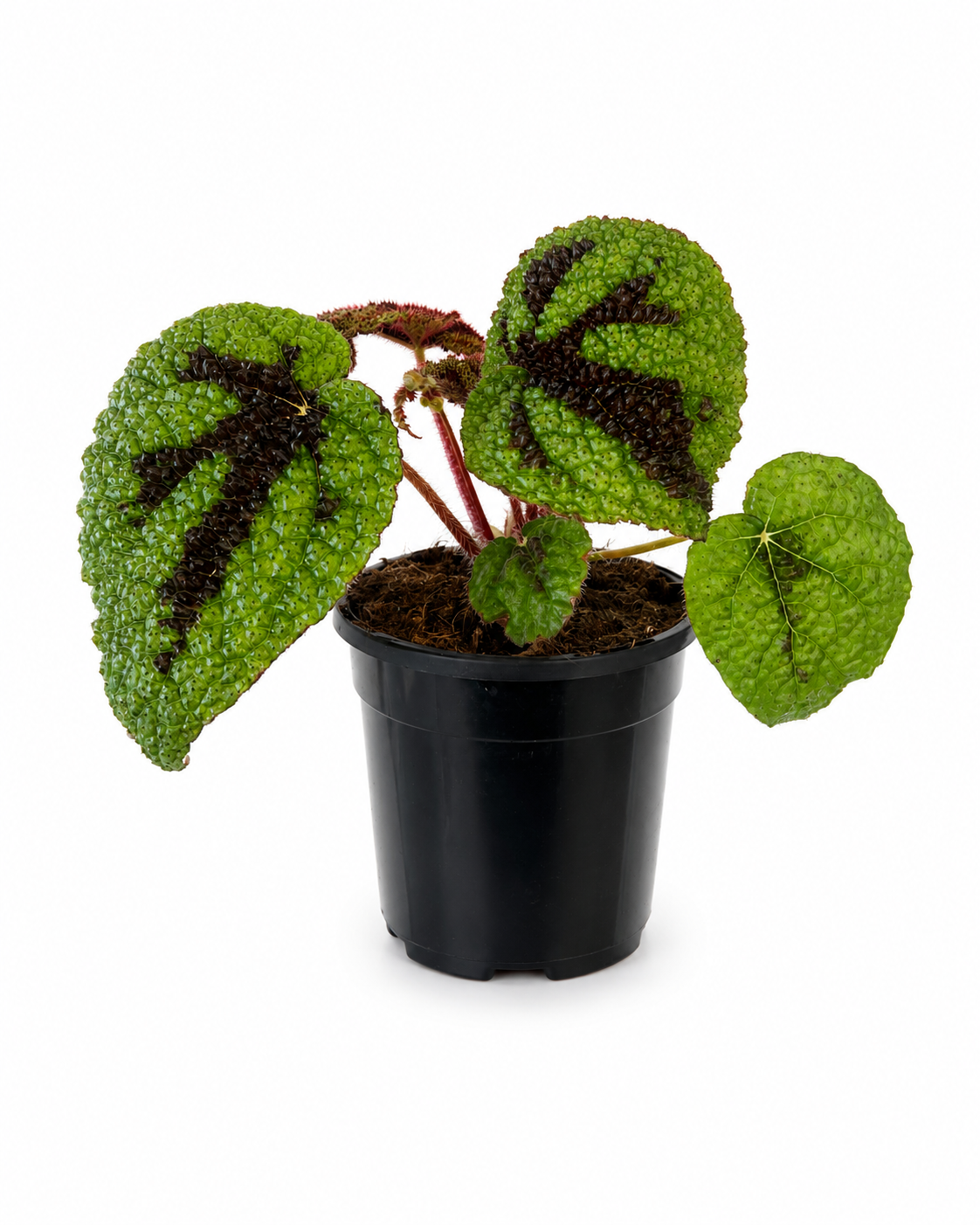 130mm Iron Cross Begonia (Begonia masoniana)