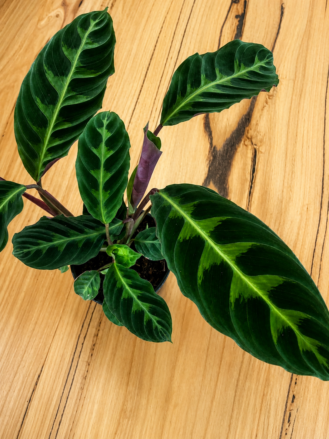 130mm Jungle Velvet Calathea (Calathea warscewiczii)