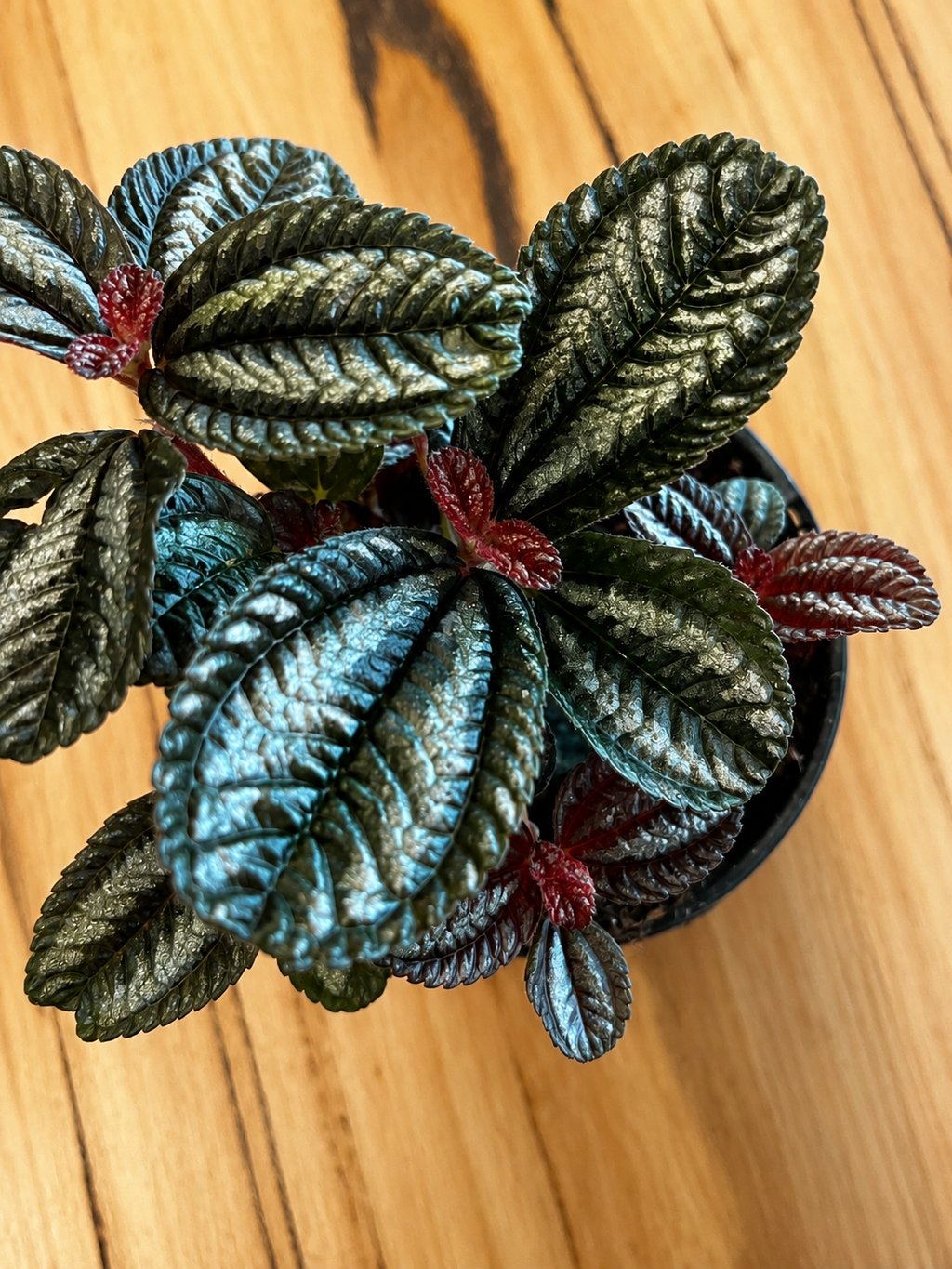130mm Norfolk Pilea (Pilea spruceana)