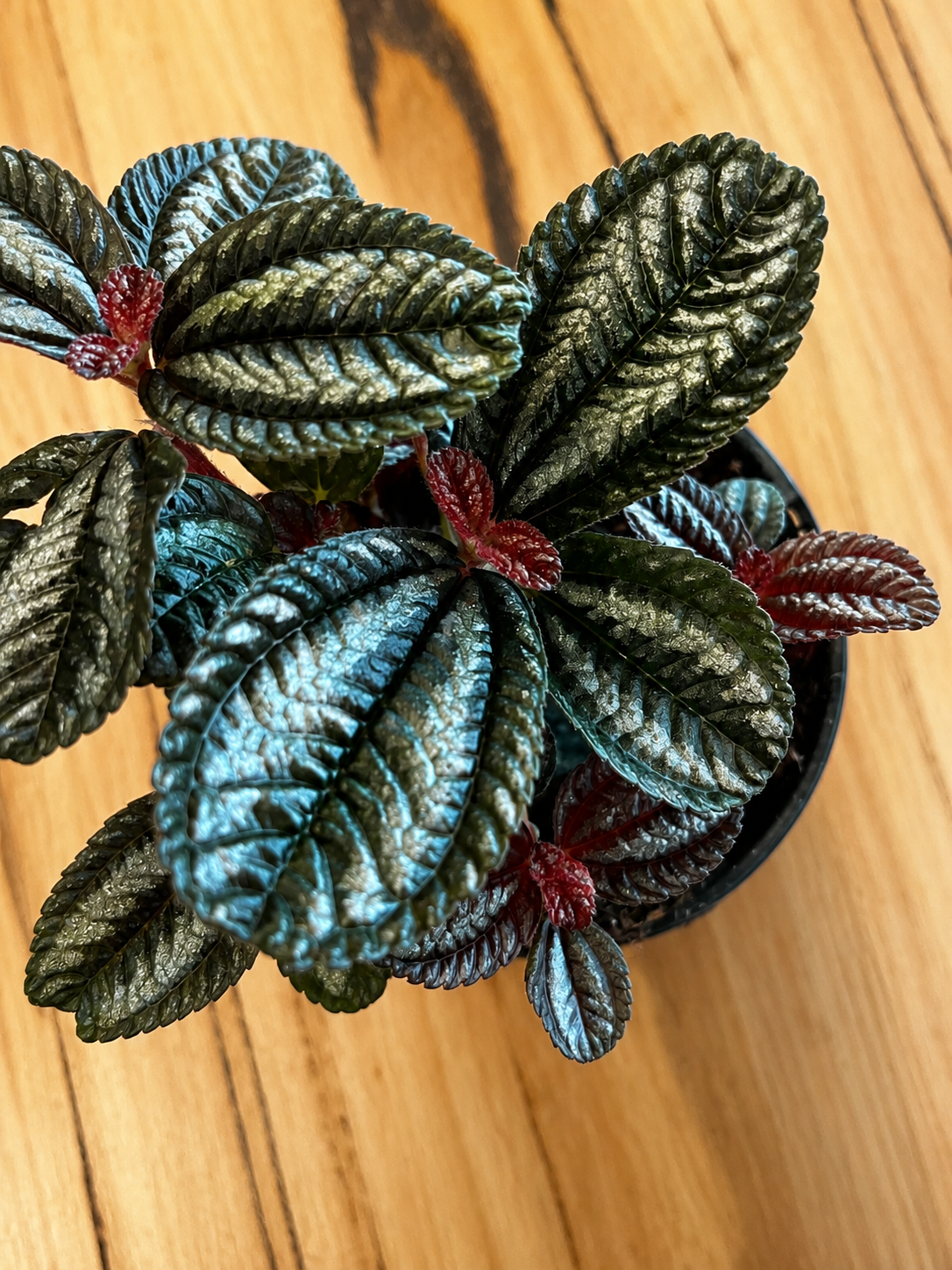 130mm Norfolk Pilea (Pilea spruceana)