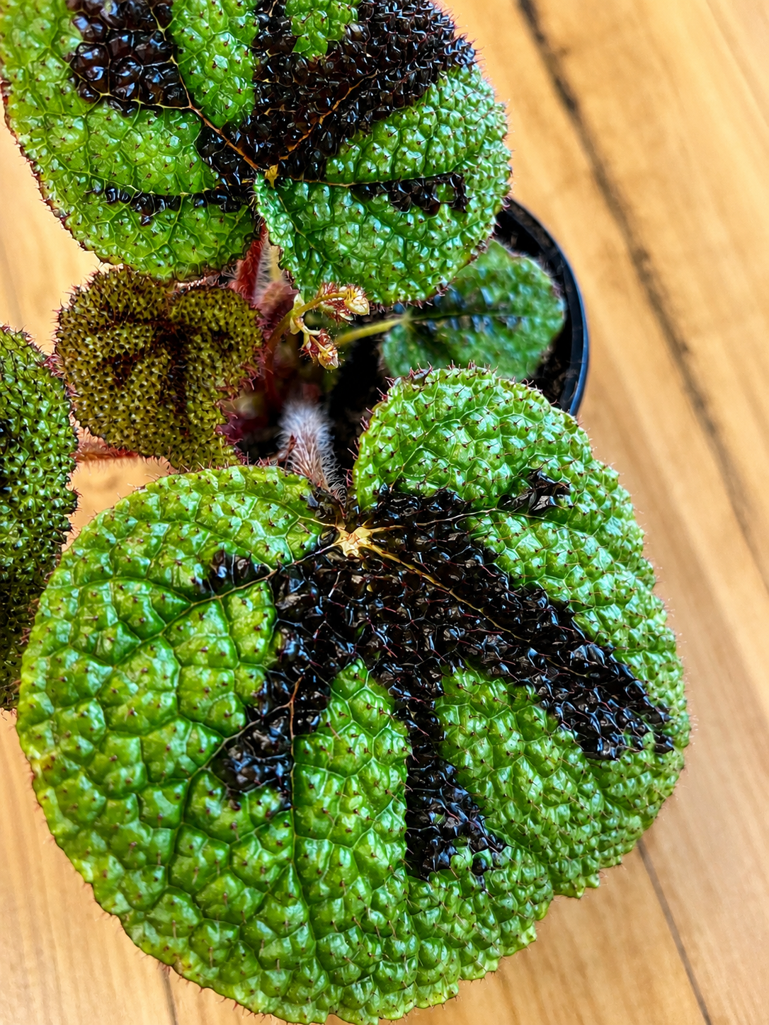 130mm Iron Cross Begonia (Begonia masoniana)