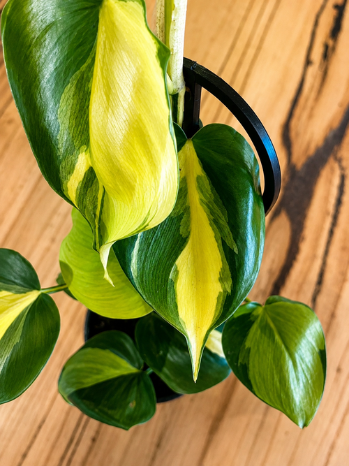 130mm Brazil Philodendron (Philodendron hederaceum 'Brasil')