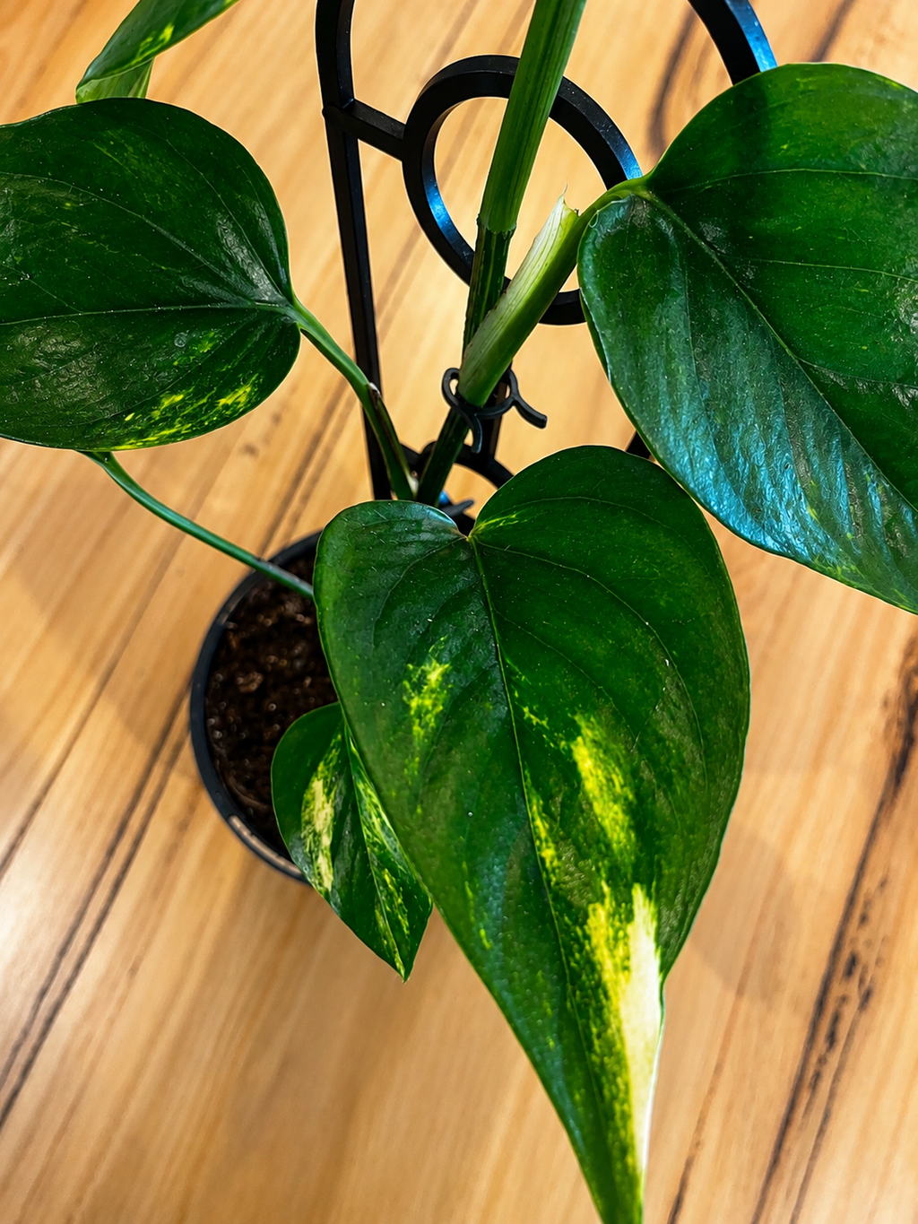 130mm Devil's Ivy (Epipremnum aureum)