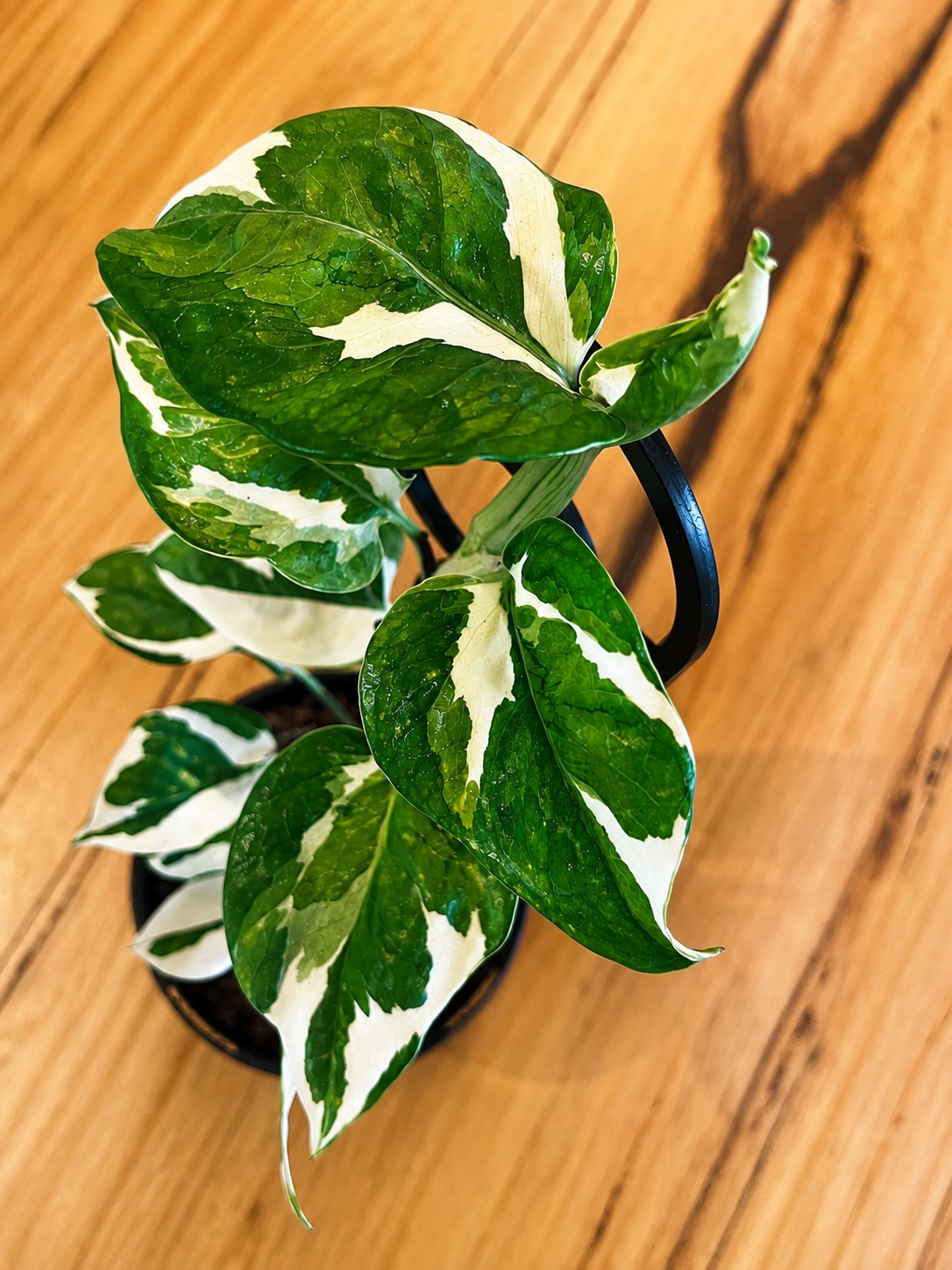 130mm Snow Queen Pothos (Epipremnum aureum 'Snow Queen')