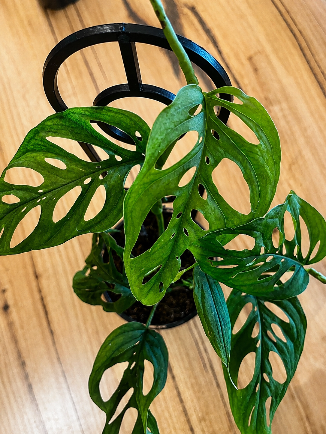 130mm Swiss Cheese (Monstera adansonii)