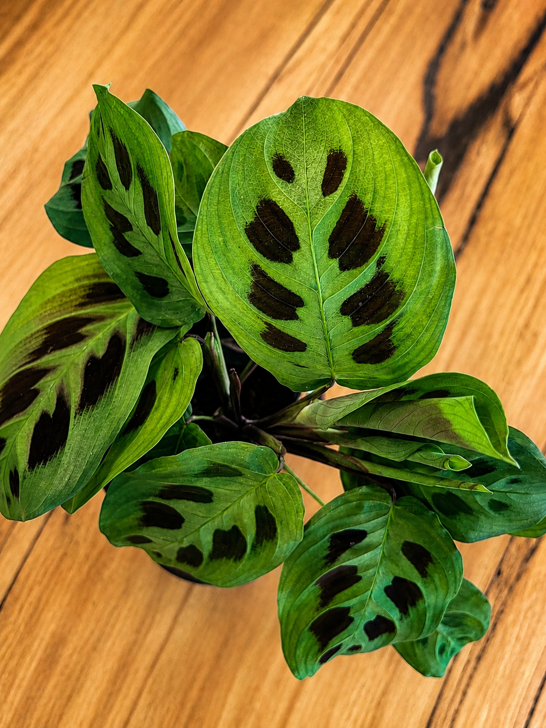 130mm Maranta Prayer Plant (Maranta leuconeura)