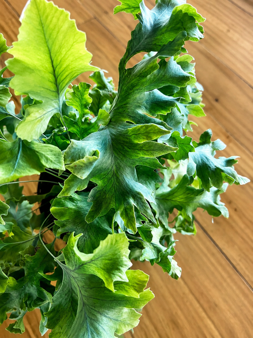130mm Davana Fern (Phlebodium aureum 'Davana')