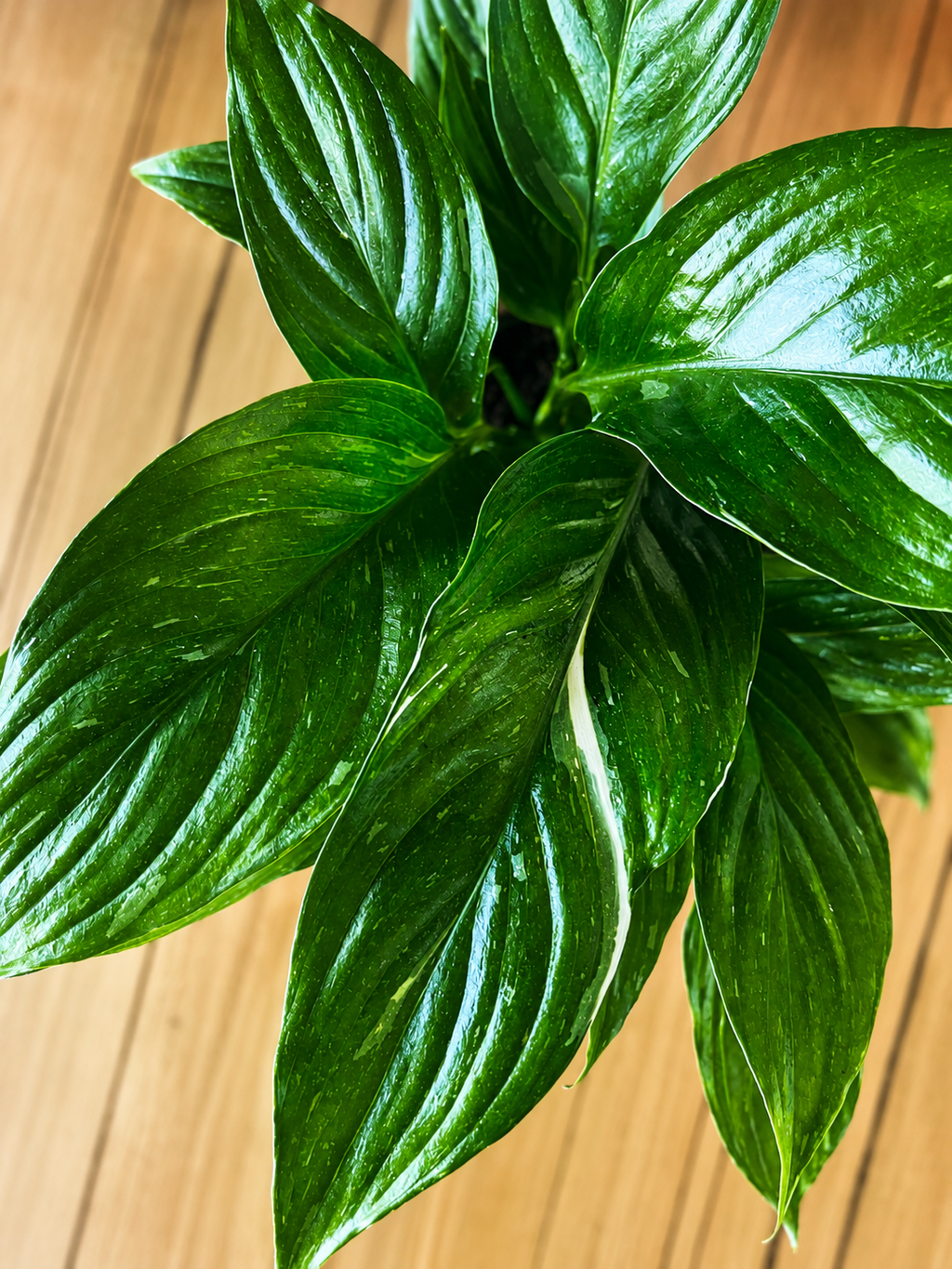 130mm Domino Peace Lily (Spathiphyllum 'Domino')