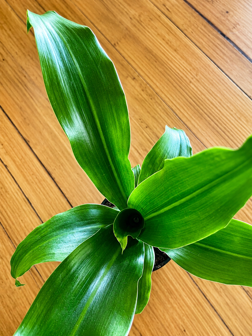130mm Happy Plant (Dracaena fragrans 'Massangeana')