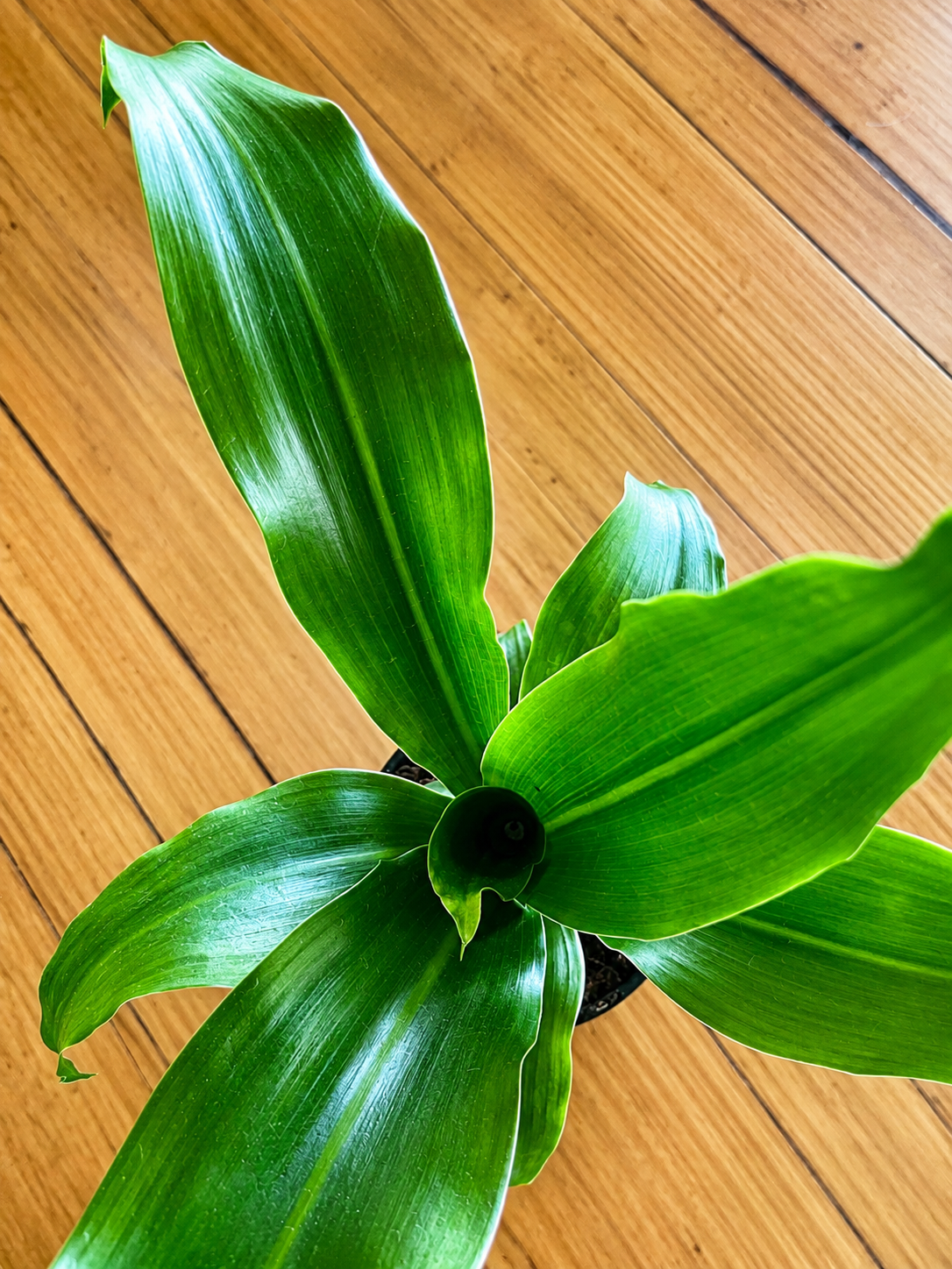 130mm Happy Plant (Dracaena fragrans 'Massangeana')