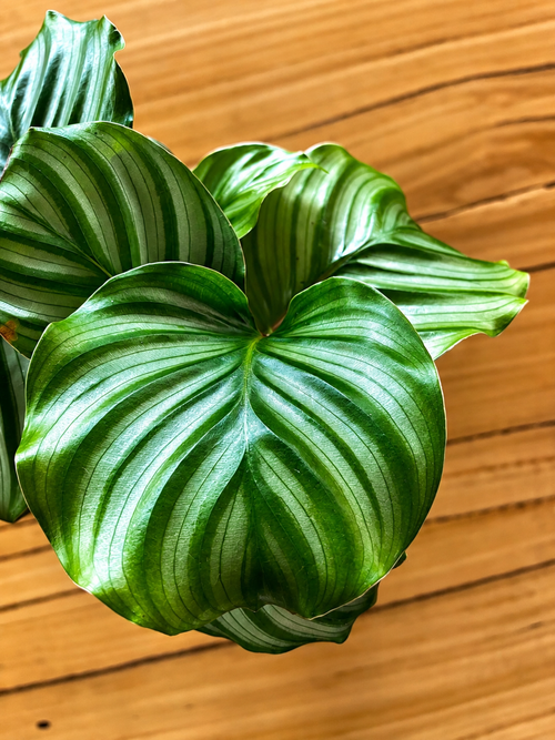 130mm Calathea Orbifolia (Goeppertia orbifolia)