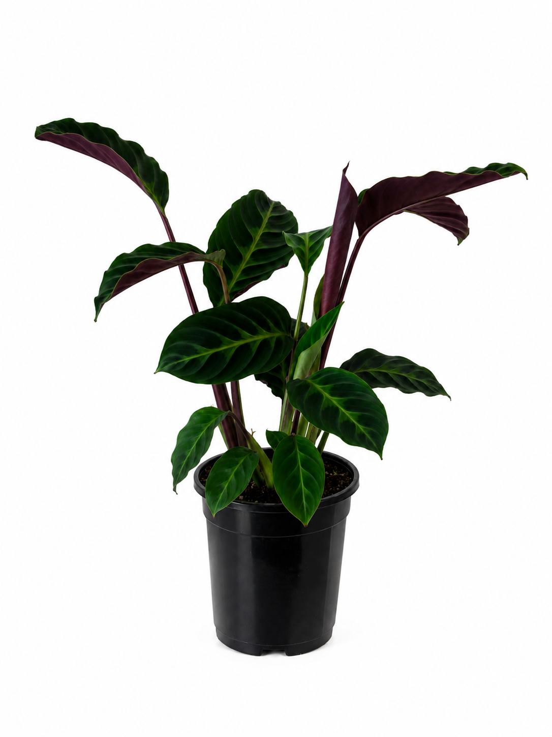 130mm Jungle Velvet Calathea (Calathea warscewiczii)